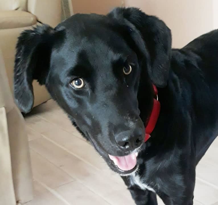 christal, a Golden Retriever and Australian Cattle Dog mix tested with EmbarkVet.com