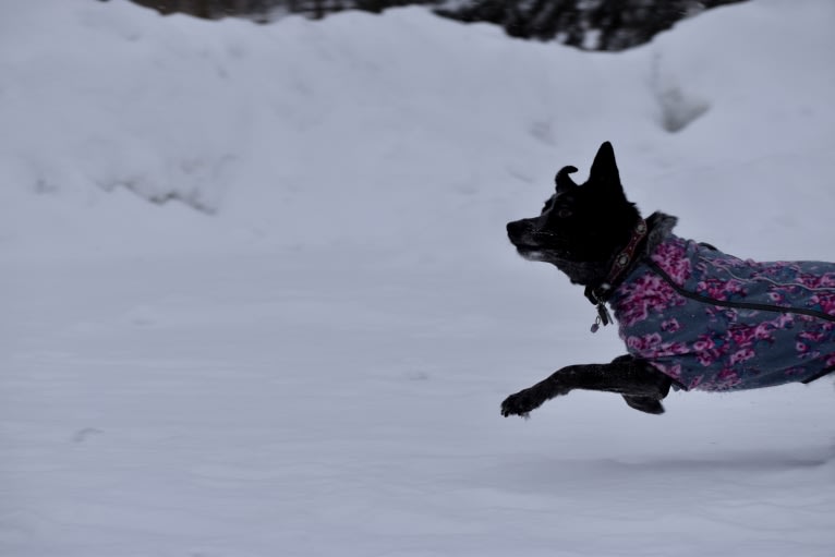 Mist, an Australian Cattle Dog and Australian Shepherd mix tested with EmbarkVet.com