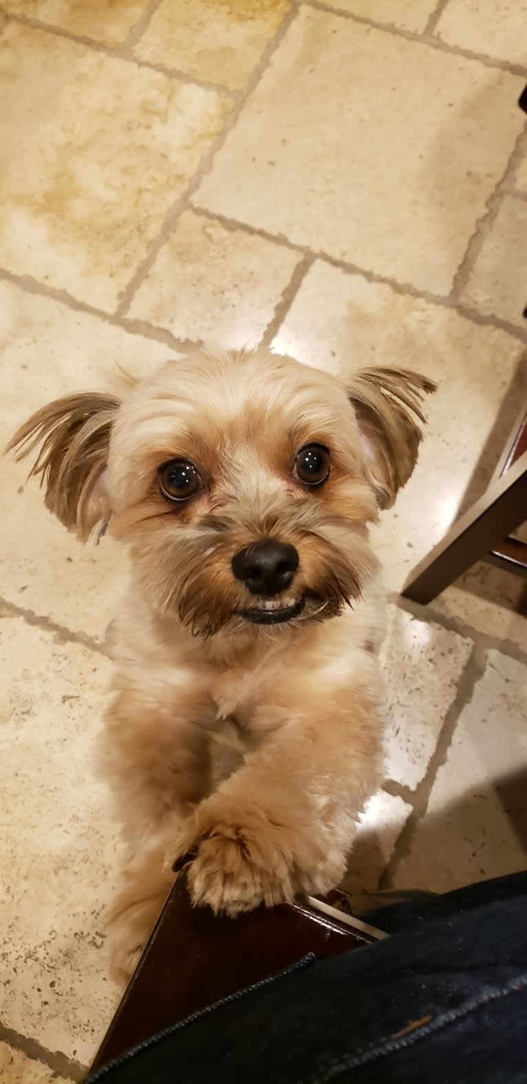 Griffin, a Yorkshire Terrier and Shih Tzu mix tested with EmbarkVet.com