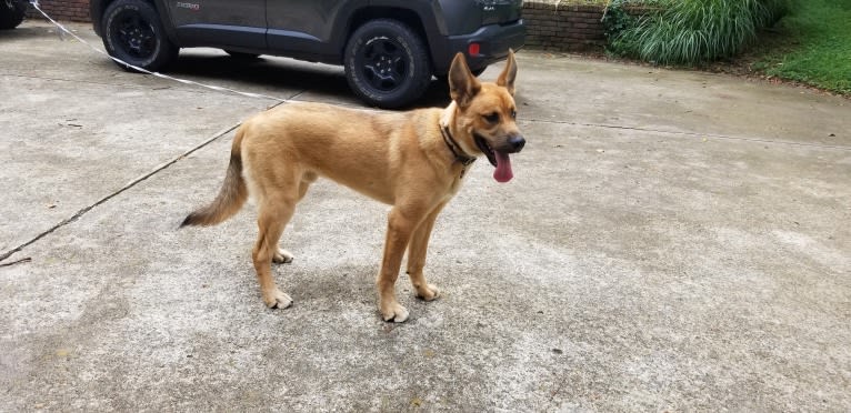 Canyon, a Siberian Husky and Saint Bernard mix tested with EmbarkVet.com