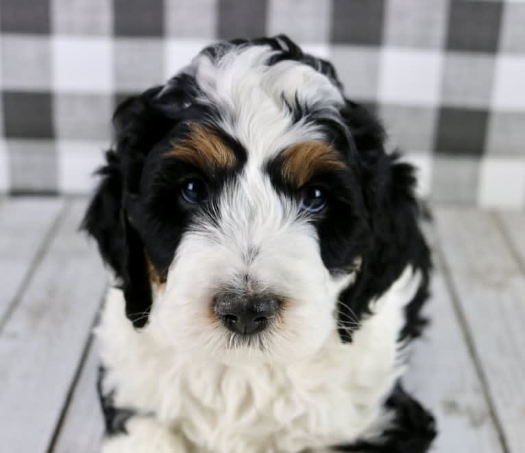 Cash, a Poodle (Small) and Bernese Mountain Dog mix tested with EmbarkVet.com