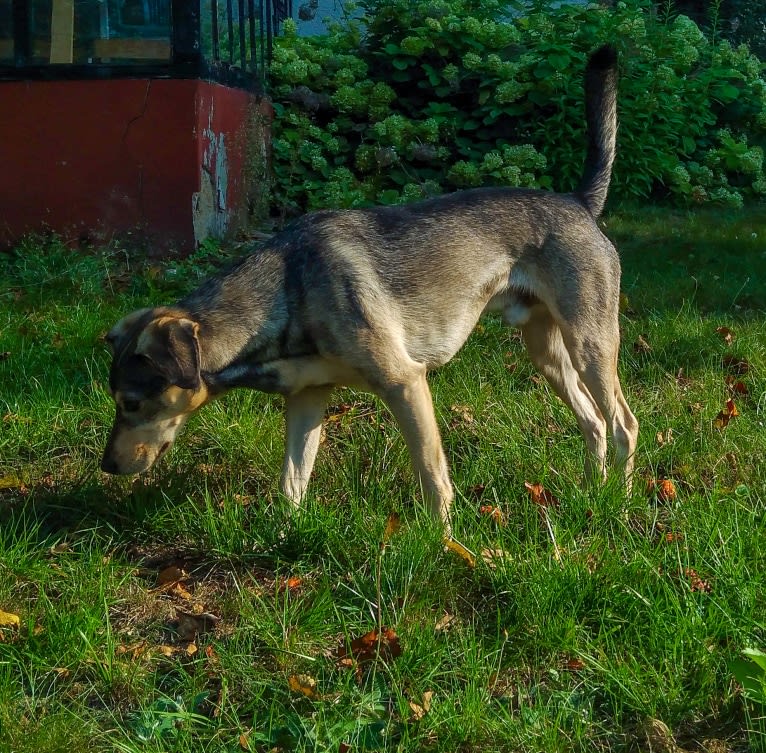 Medutis (Little Honey), an Eastern European Village Dog tested with EmbarkVet.com