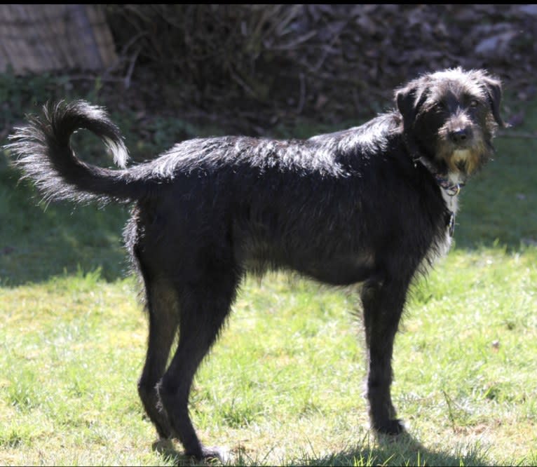 Chance, an Arabian Village Dog tested with EmbarkVet.com