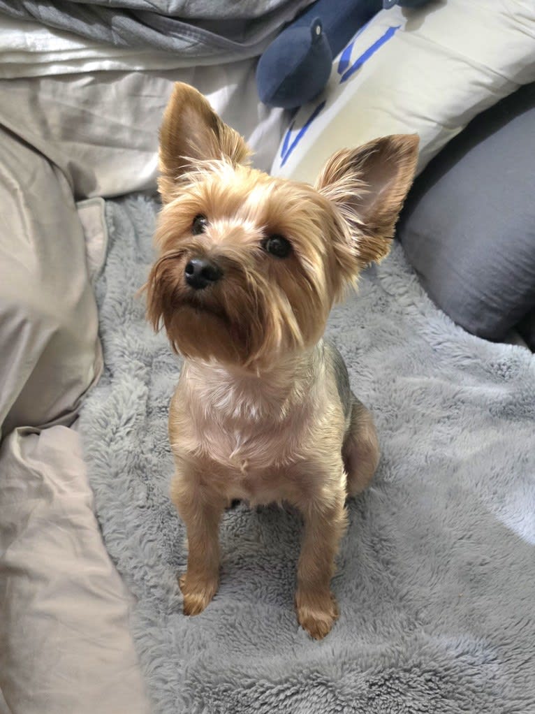 Charlie, a Yorkshire Terrier tested with EmbarkVet.com