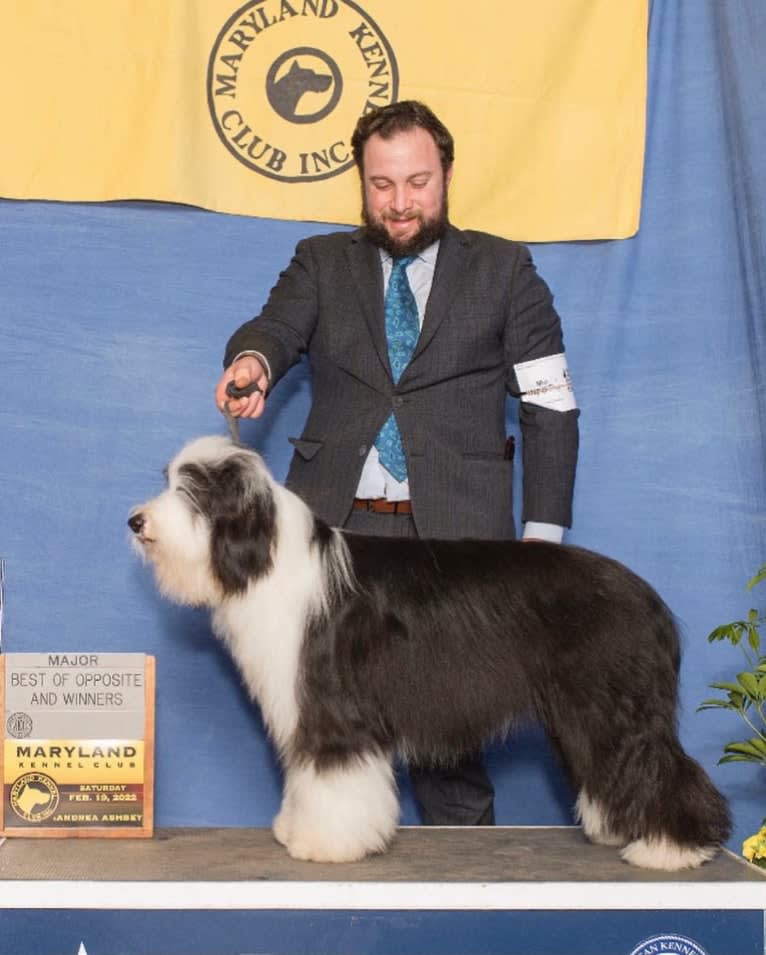 Betty, a Bearded Collie tested with EmbarkVet.com