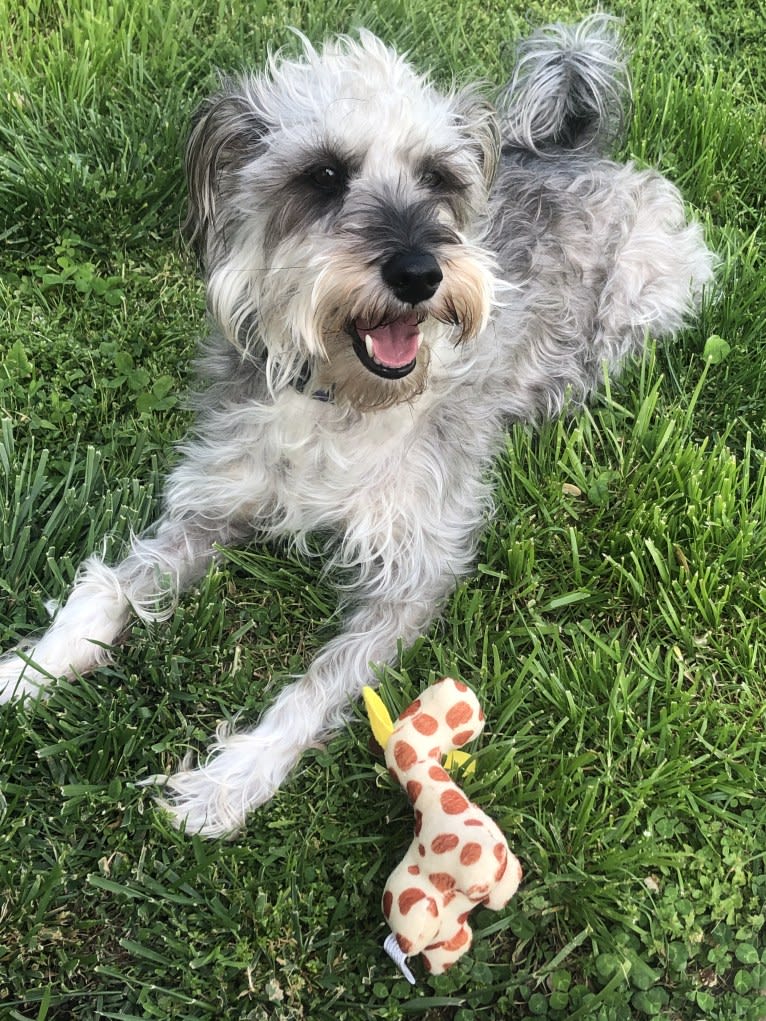 Fallon, a Miniature Schnauzer and Russell-type Terrier mix tested with EmbarkVet.com