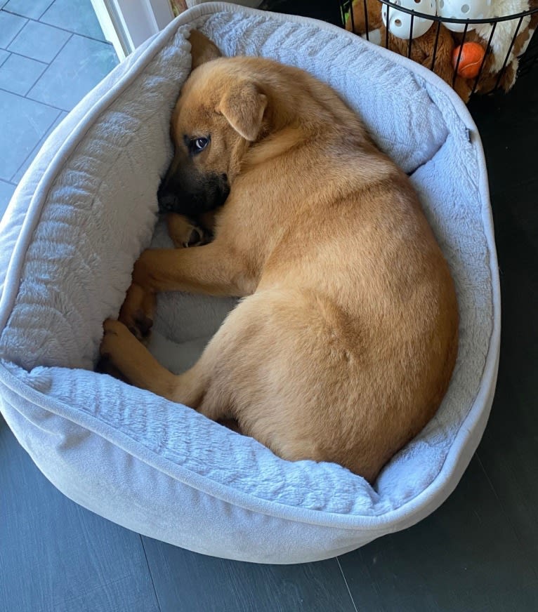 Nala, a Chow Chow and Chinese Shar-Pei mix tested with EmbarkVet.com