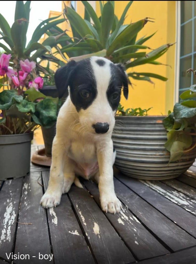 Oscar, an Arabian Village Dog tested with EmbarkVet.com