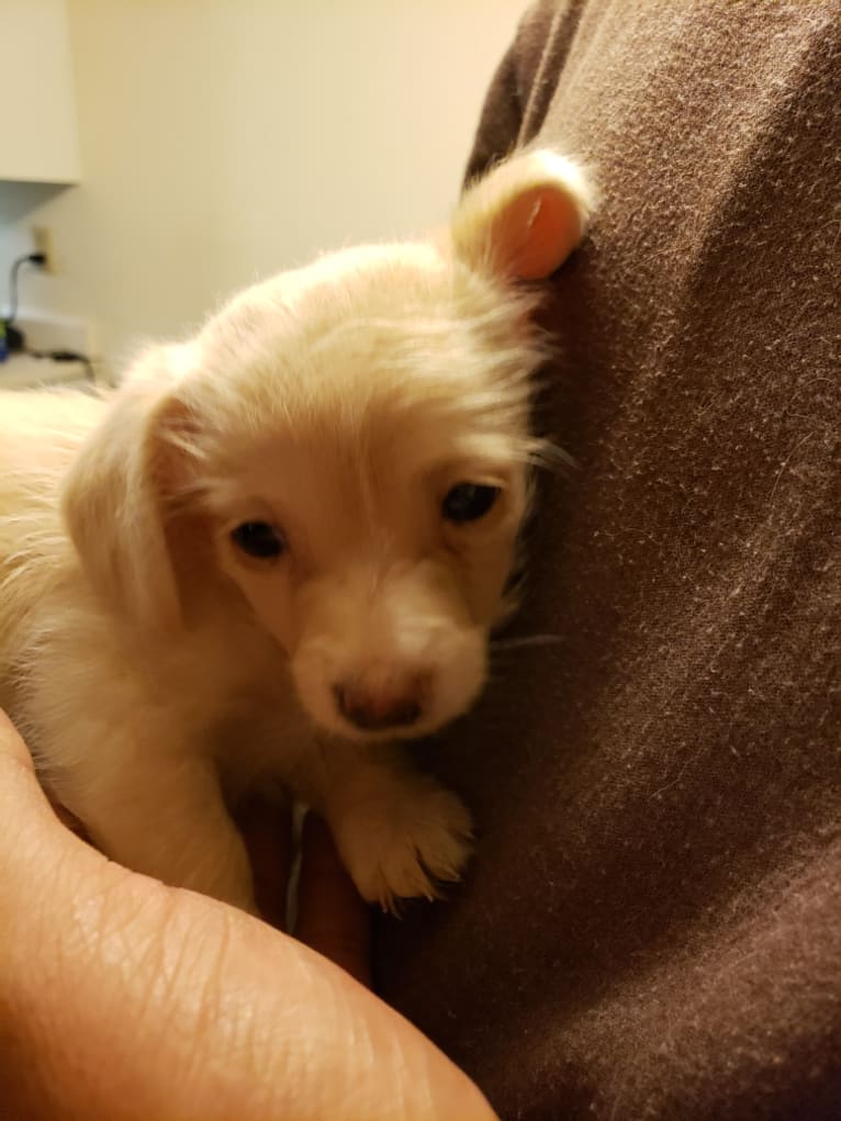 Hannah, a Dachshund and Bichon Frise mix tested with EmbarkVet.com