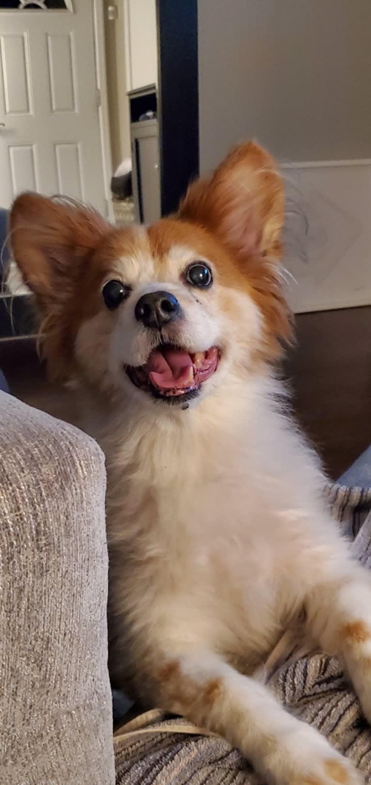 Humphrey, a Papillon tested with EmbarkVet.com