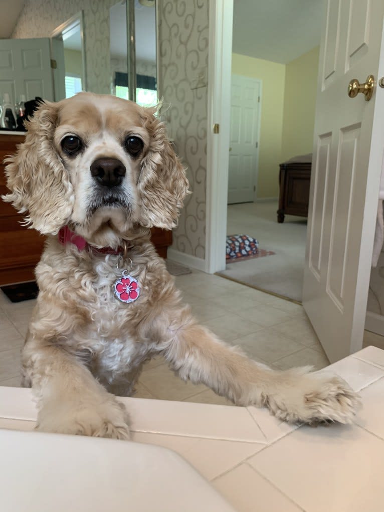 Daisy, a Cocker Spaniel tested with EmbarkVet.com