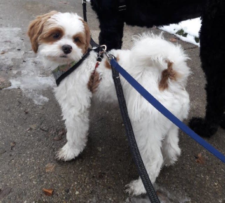 Charlie, a Shih Tzu and Pekingese mix tested with EmbarkVet.com