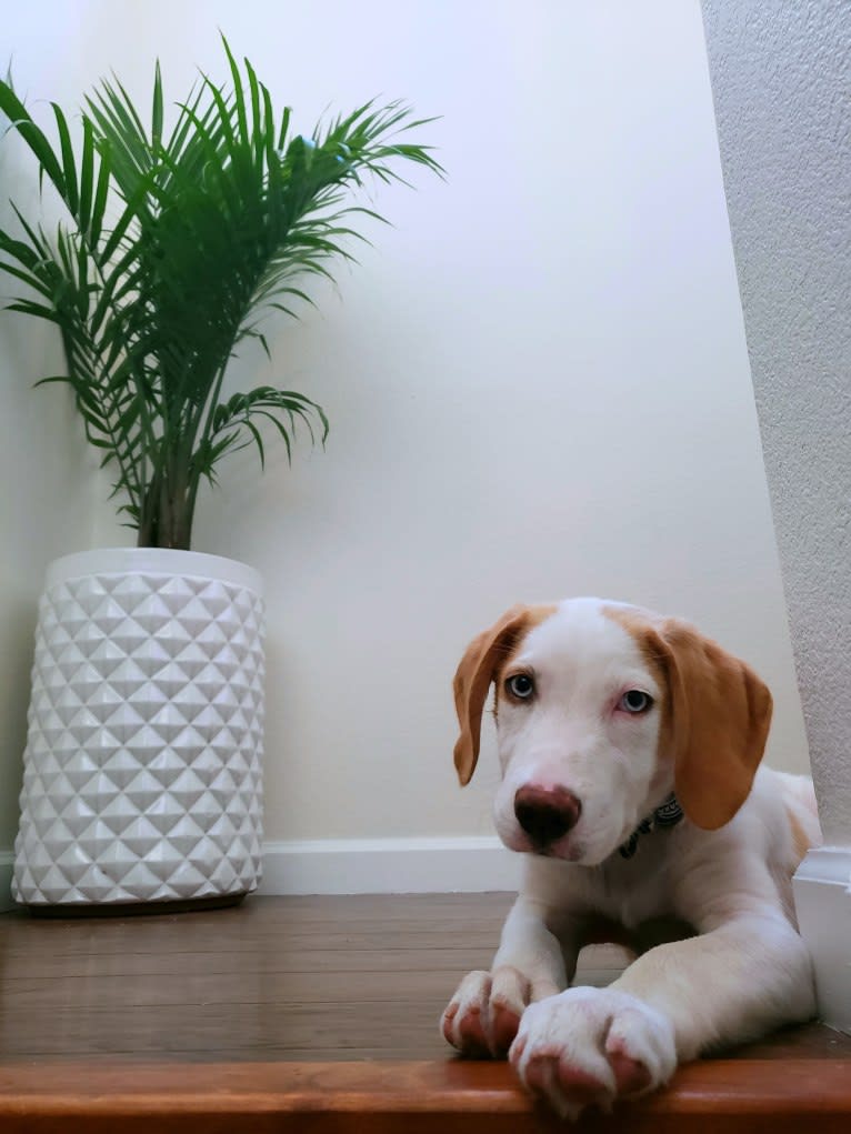 Arlo, an American Foxhound and German Shepherd Dog mix tested with EmbarkVet.com