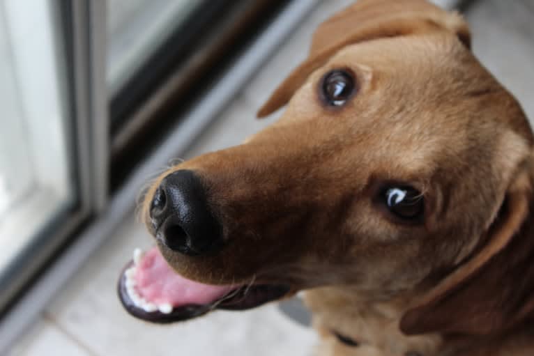 Murphy, a Labradoodle tested with EmbarkVet.com