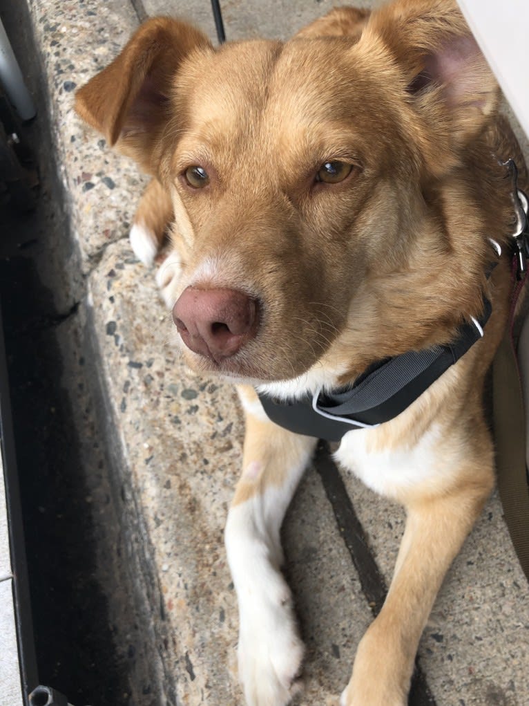 Minnie, an Australian Cattle Dog and German Shepherd Dog mix tested with EmbarkVet.com