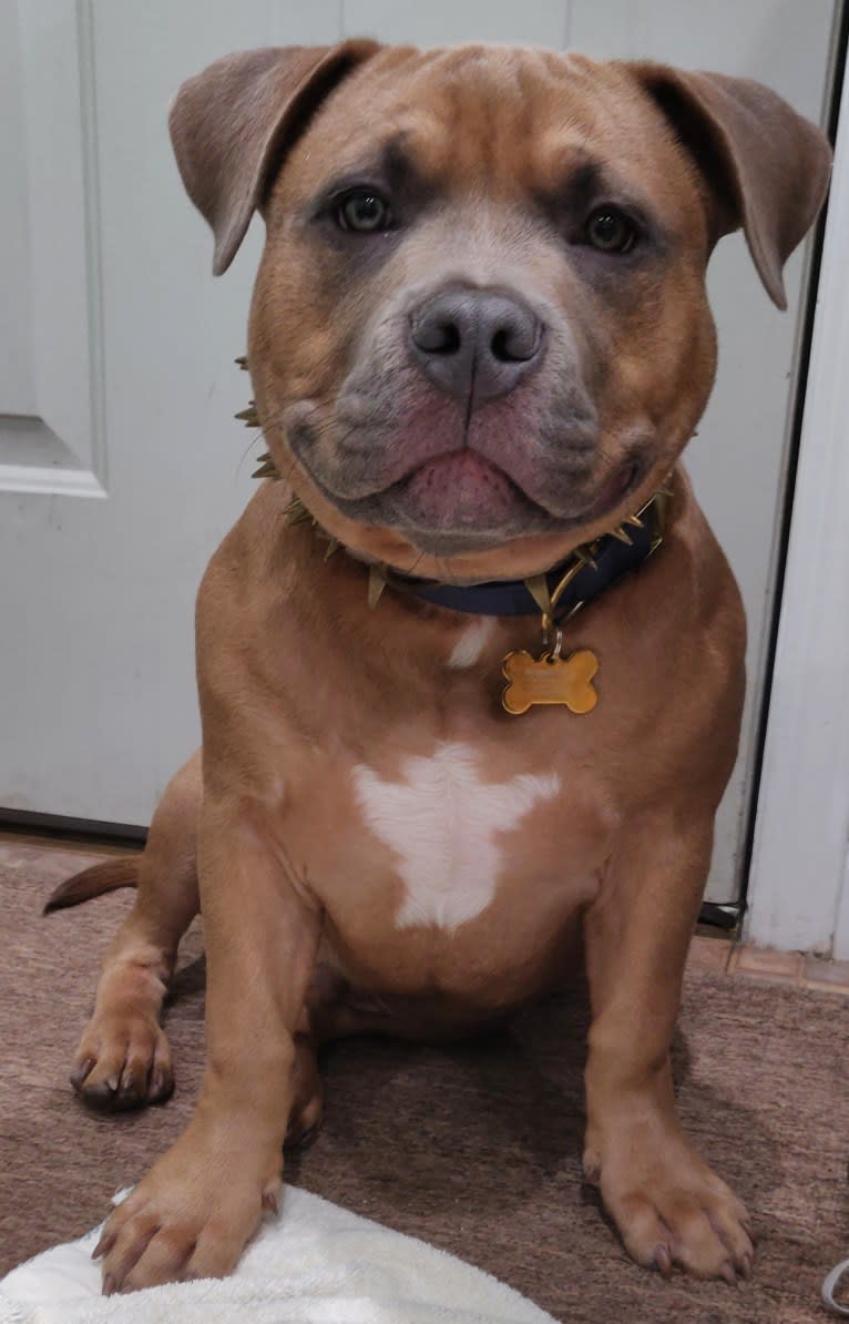 Nugget, an American Bully tested with EmbarkVet.com