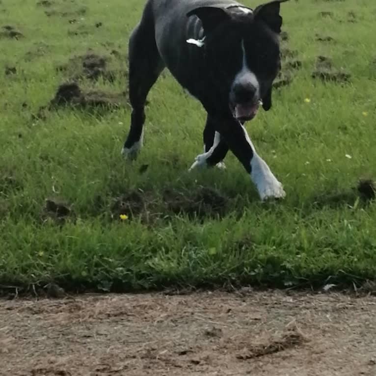 Loki, a Staffordshire Bull Terrier and American Pit Bull Terrier mix tested with EmbarkVet.com