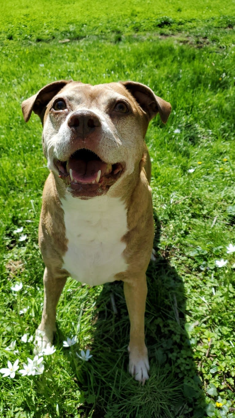 Buttercup, an American Pit Bull Terrier and Labrador Retriever mix tested with EmbarkVet.com