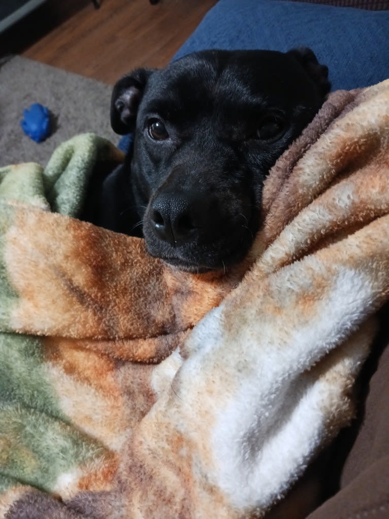 Marshall, an American Pit Bull Terrier and Labrador Retriever mix tested with EmbarkVet.com