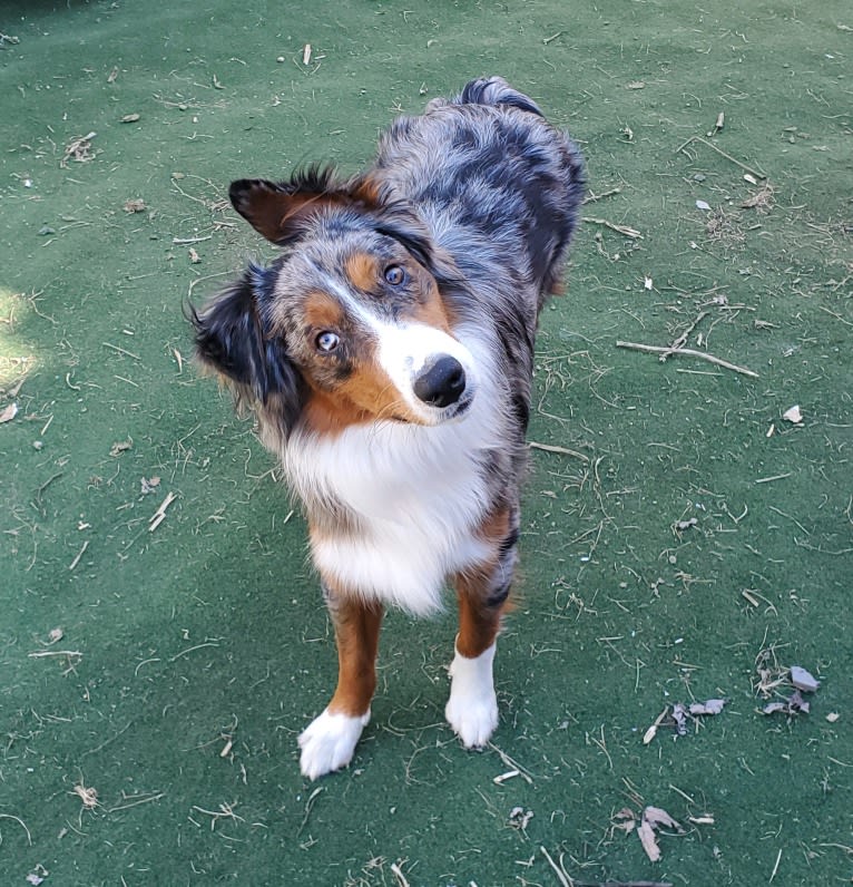 Remi, an Australian Shepherd and Border Collie mix tested with EmbarkVet.com