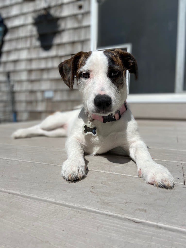 Tuukka Roo, an American Pit Bull Terrier and Russell-type Terrier mix tested with EmbarkVet.com