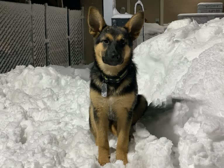 Bella, a German Shepherd Dog and Australian Cattle Dog mix tested with EmbarkVet.com