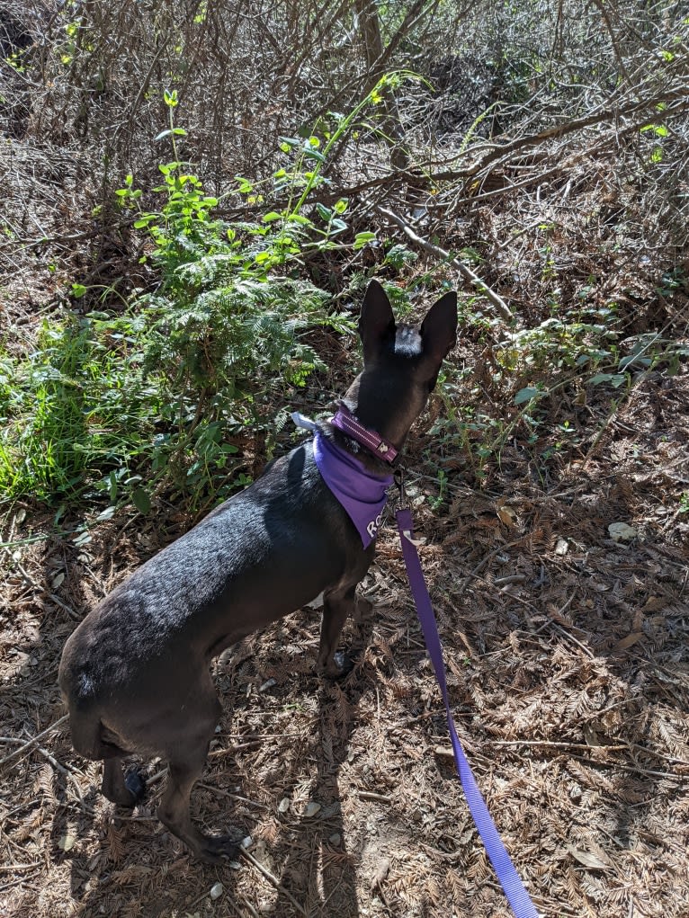 Rogue, a Formosan Mountain Dog tested with EmbarkVet.com