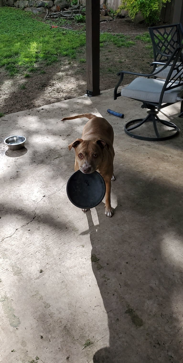 Buttercup, an American Pit Bull Terrier and Labrador Retriever mix tested with EmbarkVet.com