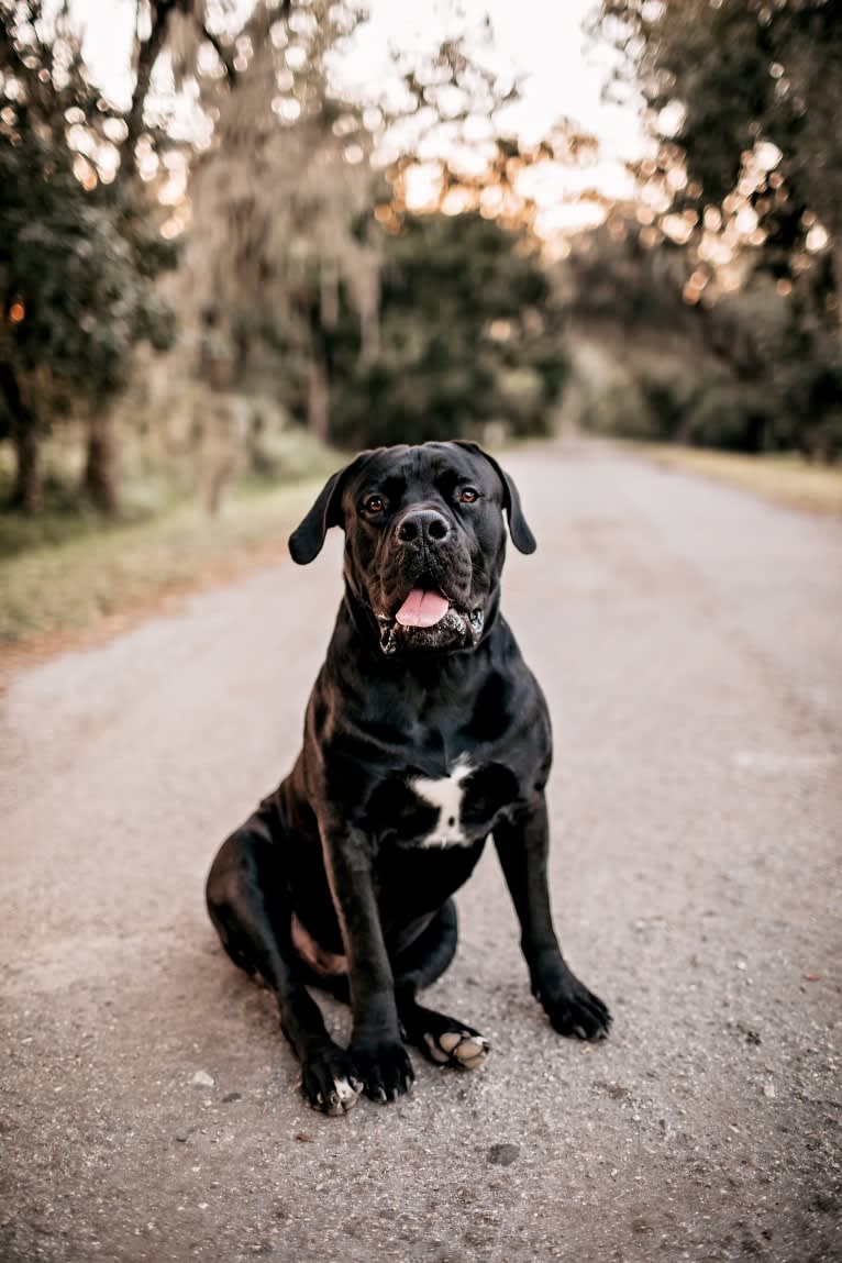 Griffin, a Boerboel tested with EmbarkVet.com