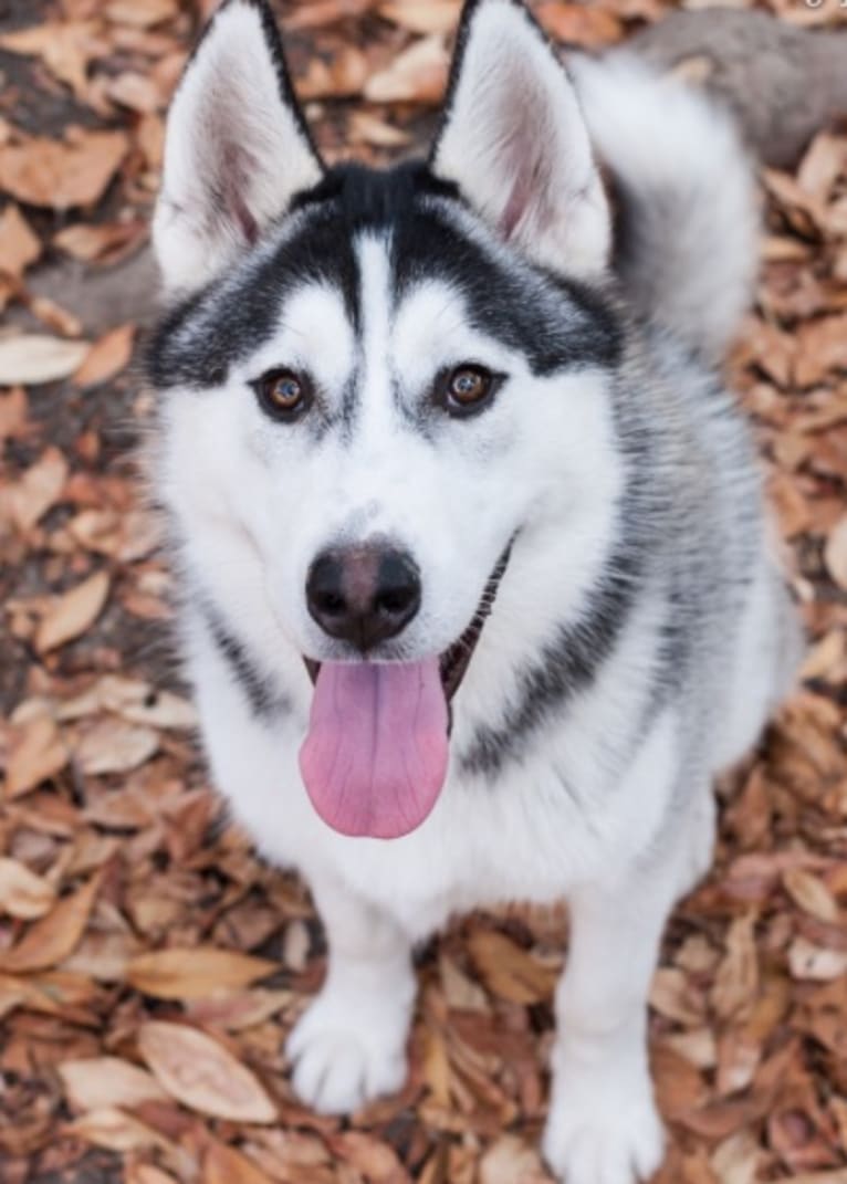 Romeo, a Siberian Husky and Alaskan Malamute mix tested with EmbarkVet.com