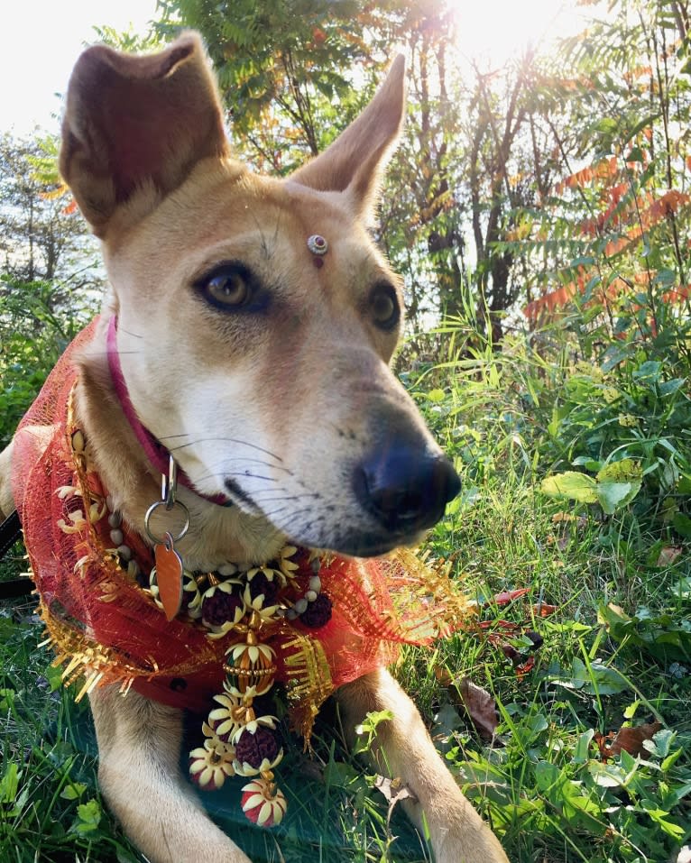 Ruby, a South Asian Village Dog tested with EmbarkVet.com