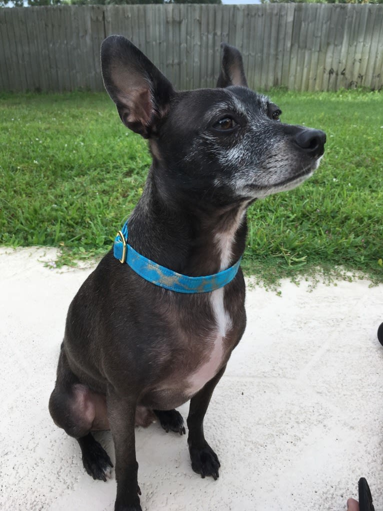 Blitz, a Chihuahua and Rat Terrier mix tested with EmbarkVet.com
