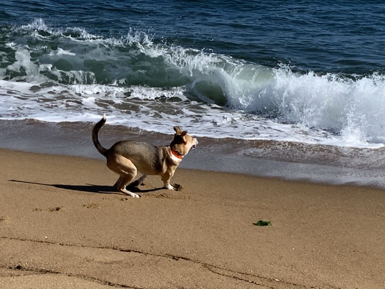 Baxter, a Mountain Cur and West Siberian Laika mix tested with EmbarkVet.com