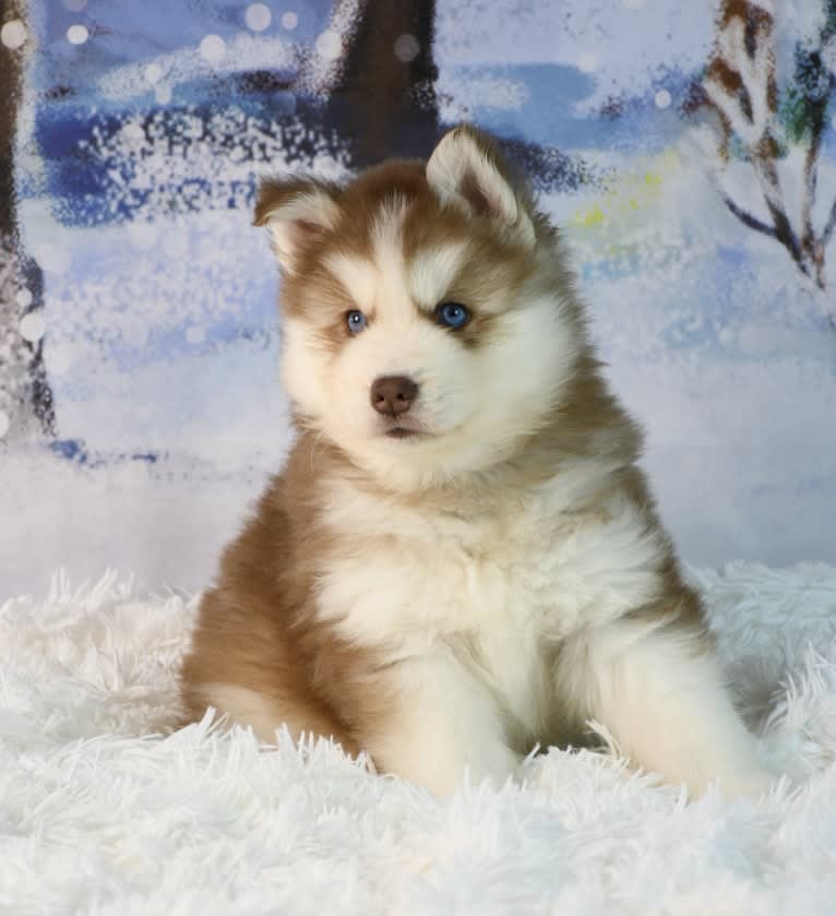 Cielo, a Siberian Husky tested with EmbarkVet.com