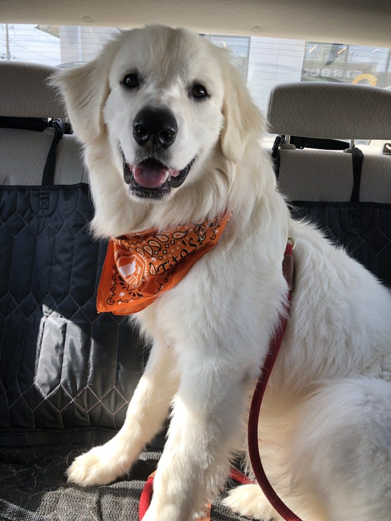 Finn, a Great Pyrenees and Beagle mix tested with EmbarkVet.com