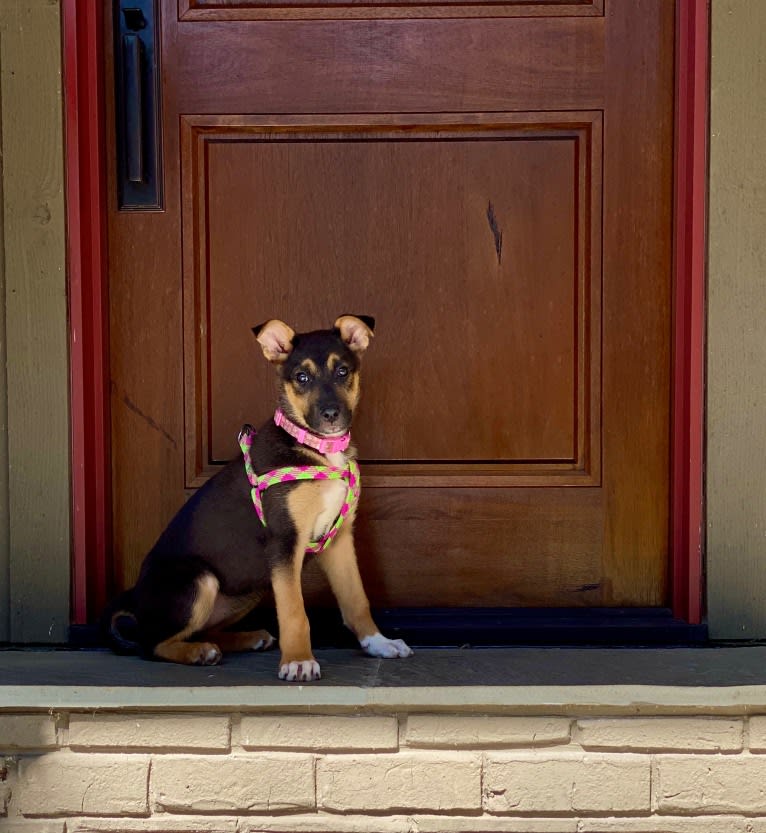 Lola, a German Shepherd Dog and American Pit Bull Terrier mix tested with EmbarkVet.com