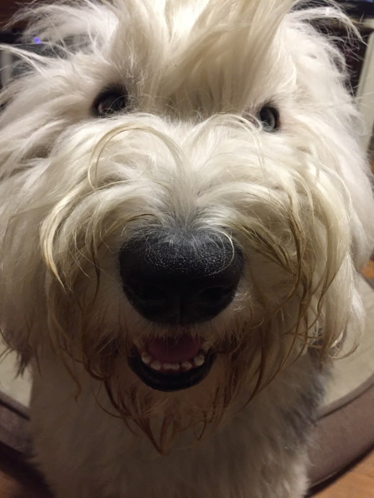 Winston, an Old English Sheepdog tested with EmbarkVet.com