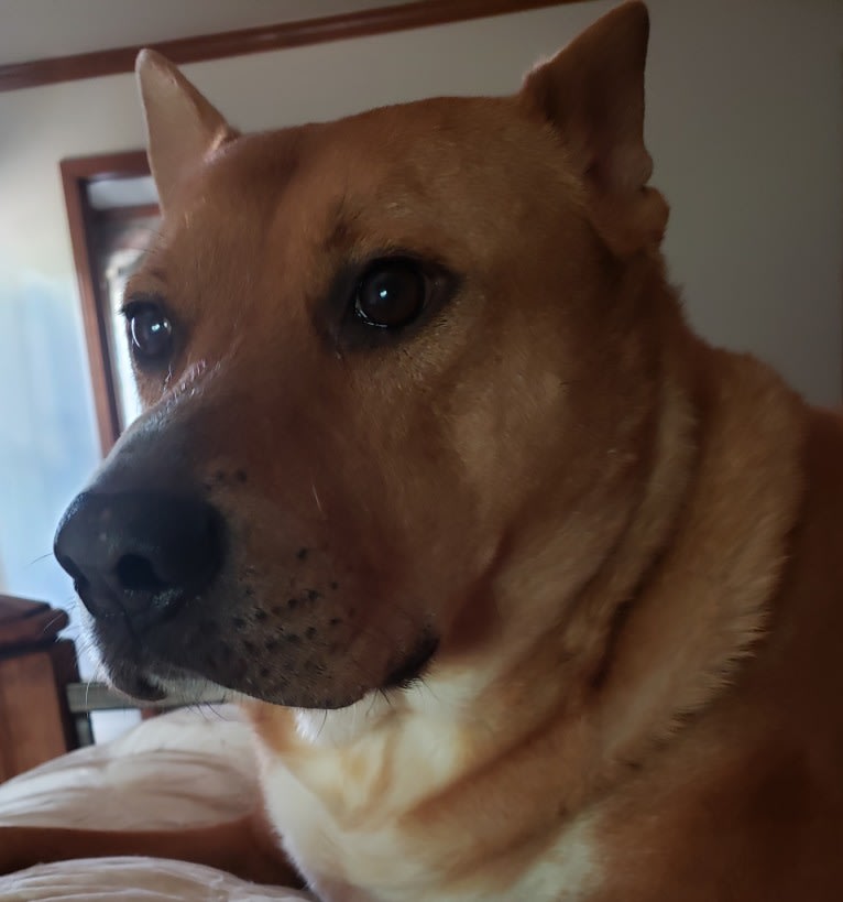 Timber, a Chow Chow and German Shepherd Dog mix tested with EmbarkVet.com