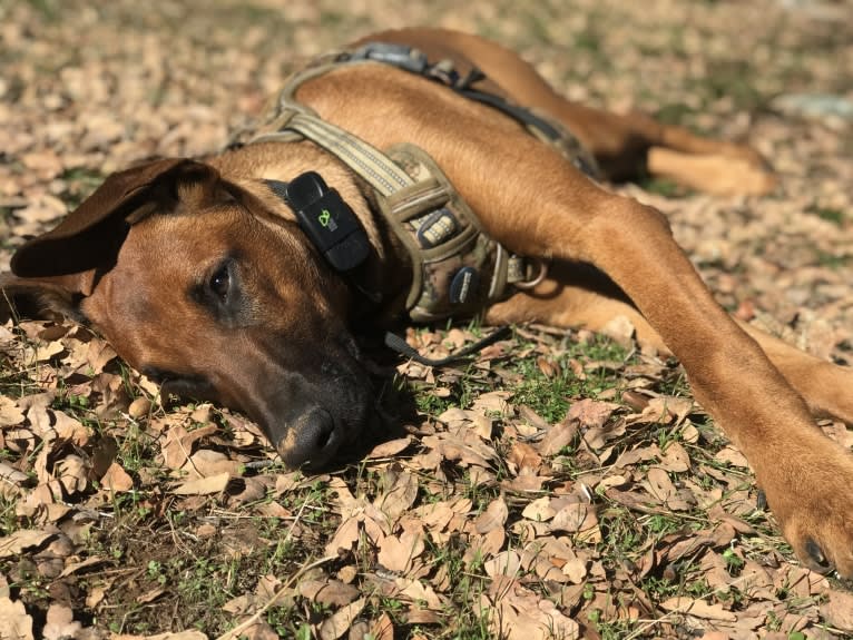 Rocket, a Doberman Pinscher and Belgian Malinois mix tested with EmbarkVet.com