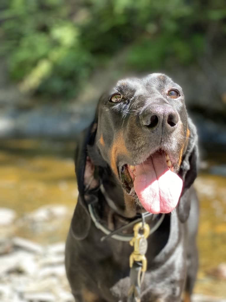 Roxy, a Black and Tan Coonhound tested with EmbarkVet.com