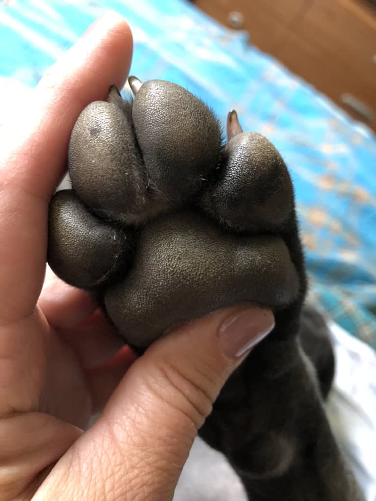 Hana, a Cane Corso tested with EmbarkVet.com