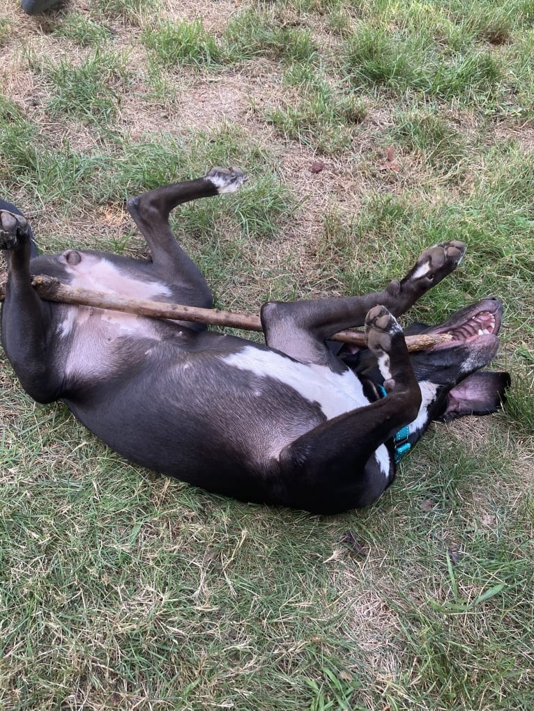 Poppy, a Doberman Pinscher and Weimaraner mix tested with EmbarkVet.com