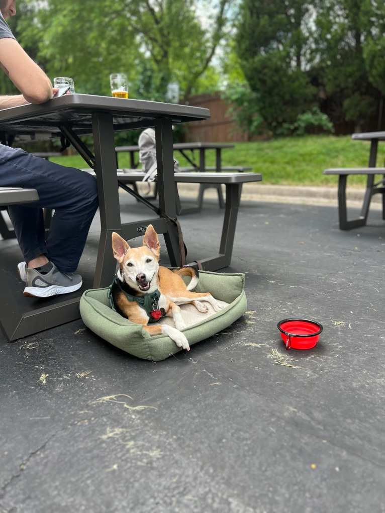 Flea, a Chihuahua and American Eskimo Dog mix tested with EmbarkVet.com