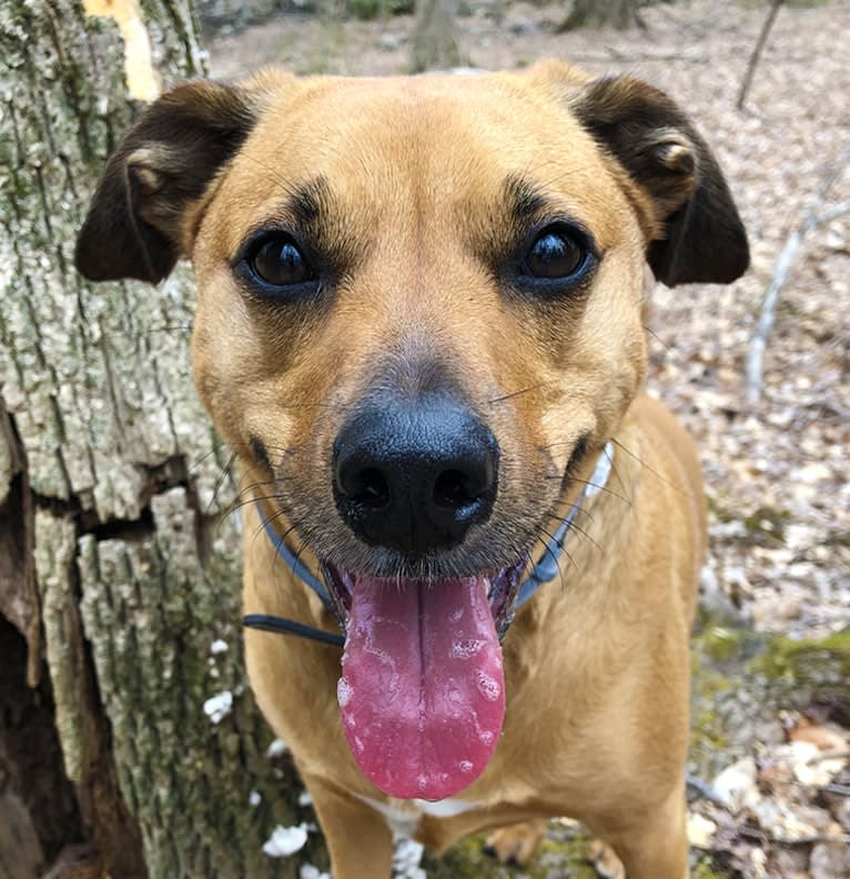 Stella, a Mountain Cur and Labrador Retriever mix tested with EmbarkVet.com