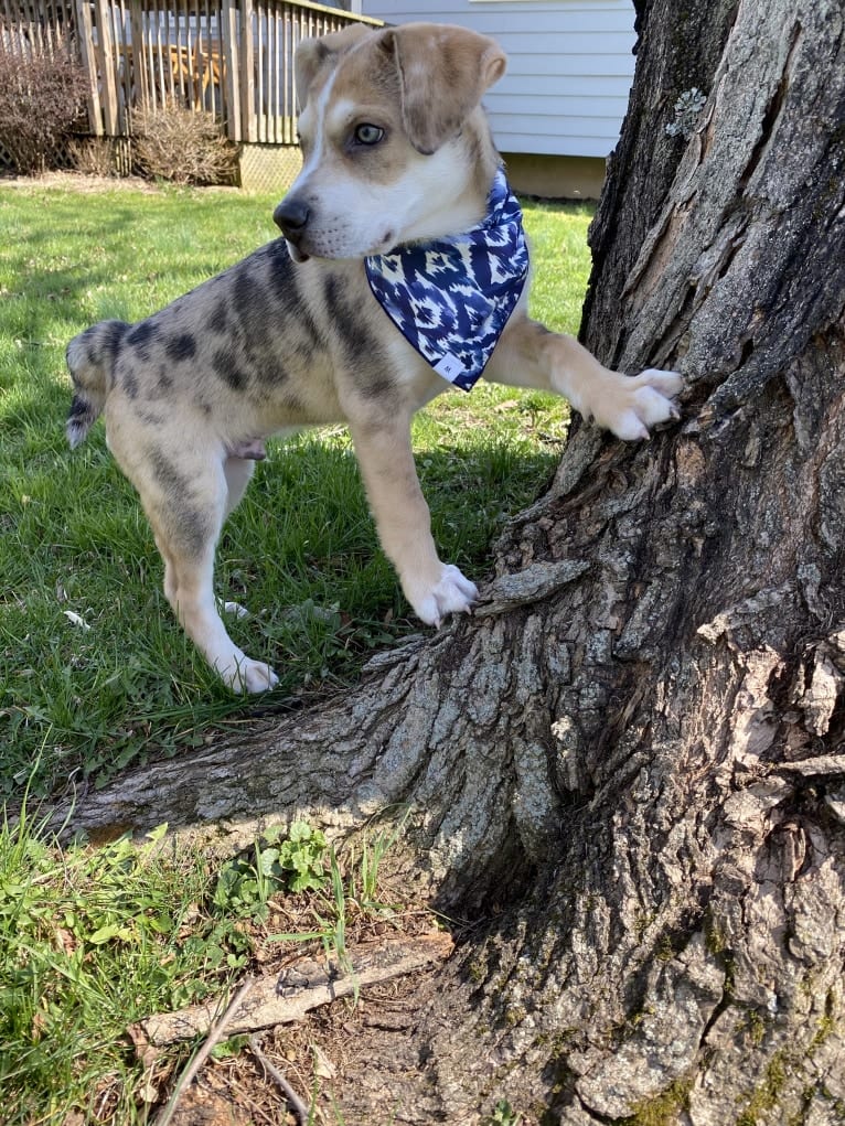 Beau, a Siberian Husky and American Bulldog mix tested with EmbarkVet.com