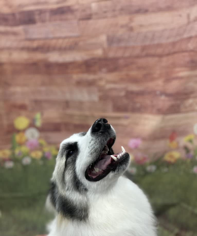 Beau, a Great Pyrenees and Belgian Malinois mix tested with EmbarkVet.com