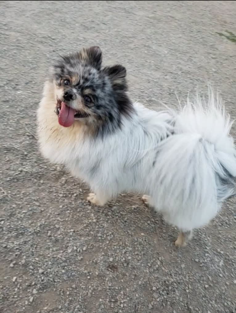 Fred, a Pomeranian and Pekingese mix tested with EmbarkVet.com