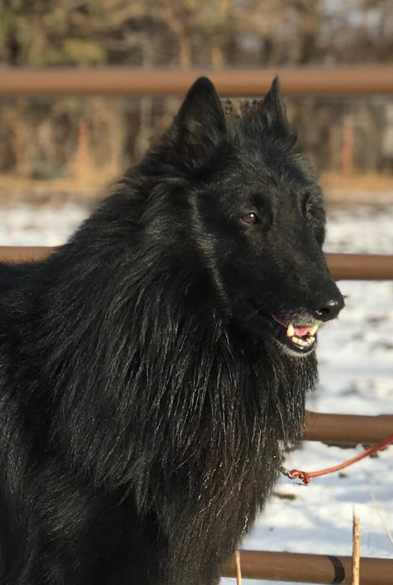 Lincoin, a Belgian Shepherd tested with EmbarkVet.com