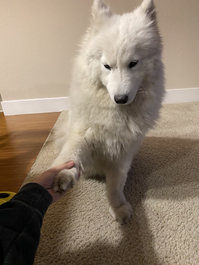 Kuma, a Samoyed tested with EmbarkVet.com