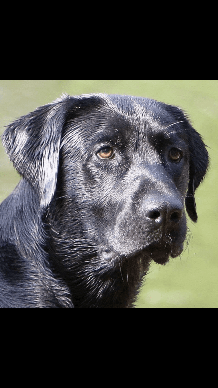 Moe, a Labrador Retriever tested with EmbarkVet.com